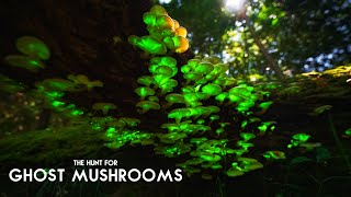 The Hunt for Ghost Mushrooms Bioluminescent Fungi [upl. by Ahsyle]