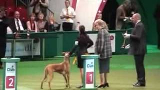 dfs Crufts 2010 Hound Group Part 3 of 3 [upl. by Anahcra]