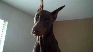 Howling Doberman [upl. by Alidus]