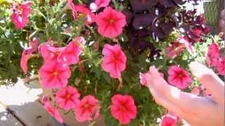 How to Keep your Petunias Looking Full and Flowering [upl. by Samuel]