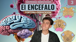 TODO lo que un ESTUDIANTE debe saber del ENCEFALO TortoraDerrickson [upl. by Ladd]