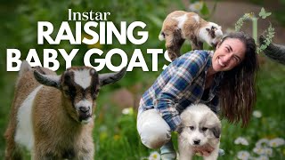 The Joy of Bottle Feeding Baby Goats [upl. by Dwayne]