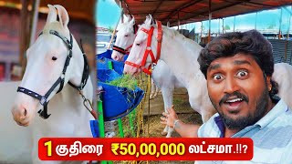 🔴1 Horse ₹5000000 Biggest Horse Market in India  Anthiyur Horse Fair 2024 [upl. by Neuburger]