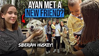 Getting Siberian Husky Dog for My Son  Russia🇷🇺 [upl. by Zillah]