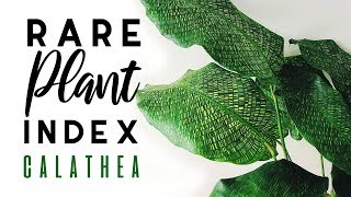 Rare Plant Index 3  Calathea  Uncommon to Extremely Rare Plants [upl. by Odnamla]