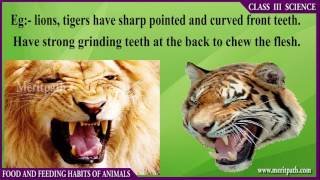 Class III CBSE SCIENCE Food and Feeding Habits of Animals [upl. by Trula]