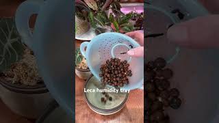 How to plant a lot of corms at once alocasia alocasiapolly pollyalocasia corms houseofplants [upl. by Merci]