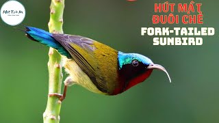 ✅Tiếng chim Hút mật đuôi chẻ ✅Hút mật đuôi nhọn ✅Forktailed Sunbird Aethopyga Christinae [upl. by Ahtiekahs]