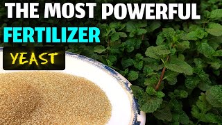 How to use yeast as a fertilizer so powerful and easy to make [upl. by Aciria]