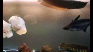 monster fish tank  arowana oscars snakehead channa aurintimaculata and more [upl. by Auvil]