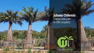 MeditPalmen  Jubaea chilensis Chilean wine palm or Chile cocopalm [upl. by Earised]