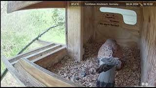 Common Kestrel nest Windsbach Germany April 8 2024 2 [upl. by Jamnes746]