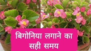 how to grow propagate begonia in Hindi  begonia lagane ka tarika live up life [upl. by Nytsirc623]