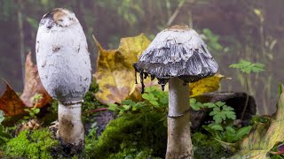 Fly Agaric amp Shaggy Inkcap fungi timelapse  UHD 4K [upl. by Olpe501]