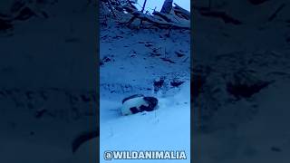 Rare Weasel Hunt Captured on Camera [upl. by Kinsler]