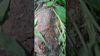 A lot of red ants 💯🐜 insects ants redants wildlife animals animation shorts youtubeshorts [upl. by Gerson]