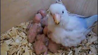 Mama Parrotlet with her 5 babies [upl. by Eentrok]