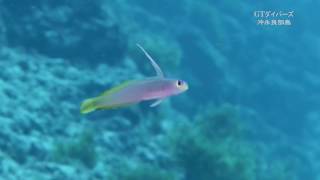 シコンハタタテハゼとハタタテハゼの交雑種 【helfrichi firefish hybrid】 [upl. by Ferguson]