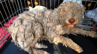 This Neglected Dog Looked Like New After A Groom [upl. by Hoopen]