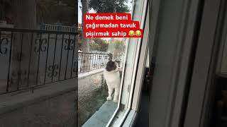 Kedi isimleri yazın bakalım ♥️ nilanka edit keşfet editkeşfi ümmügülsüm cat [upl. by Alberto314]