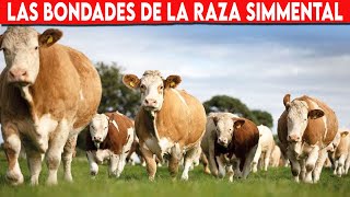 🔴 Las Grandes Bondades De La RAZA SIMMENTAL ✅ Vacas Lecheras  Doble Propósito [upl. by Civ]