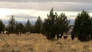 Wild Horses of the Steens Mountain  Our first glimpse of War Eagle and Copperhead stallions [upl. by Carmelita]