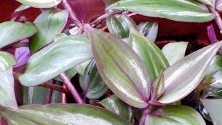 A Closer Look at TRADESCANTIA ZEBRINA  Spiderwort Wandering Jew [upl. by Magnien]