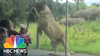 WATCH Zoo Lion Claws At Glass To Reach Young Boy Baby  NBC News [upl. by Ellecrad]