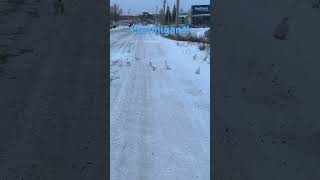 Flock of Ptarmigan Birds 🪿ptarmigans birds northernbird nwt bird birdwatching [upl. by Okwu186]