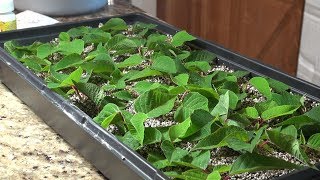 Propagating Poinsettias for the Holidays [upl. by Eyatnod]