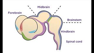 DEVELOPMENT OF THE BRAIN—Embryology Series by Prof Kimani [upl. by Caiaphas]