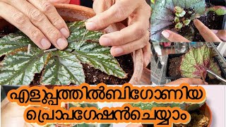 How to propagate begonia plants easily  begonia plants care and propagation begonia gardening [upl. by Yanahs]