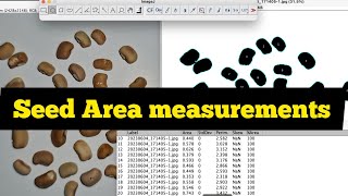 How to measure SEED AREA in imageJ Area measurement Tips on how to capture seed image for analysis [upl. by Dugaid478]