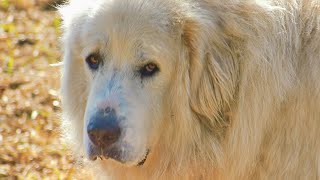 The Majestic Great Pyrenees Lifespan and Care [upl. by Joe]