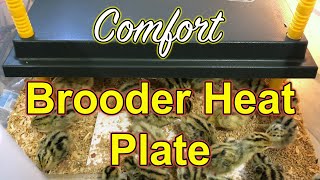 quotComfortquot Brooder Heat Plate  for rearing Coturnix chicks [upl. by Nitneuq344]