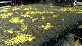 Feeding Pollen to 2 Million Bees [upl. by Tace578]