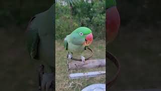 Alexandrine Parrot Screaming Sounds [upl. by Llemart]