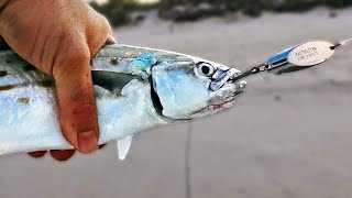 The BEST Pelagic Fish to Catch From the Beach [upl. by Flavius]