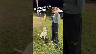 Do puppies like corn on the cob puppy goldenretriever corn dog doglover [upl. by Sholem803]