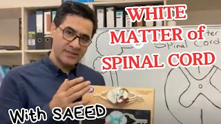 White Matter of Spinal Cord [upl. by Lamahj]