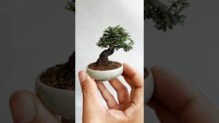 Pistacia Weinmannifolia tree mame bonsai 분재 [upl. by Kallick]