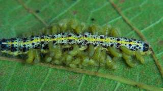 Pieris Brassicae  Bielinek kapustnik Grosser Kohlweissling II [upl. by Helenka]