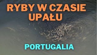 Ryby w czasie upału  gdzieś w Portugalii [upl. by Mendel868]