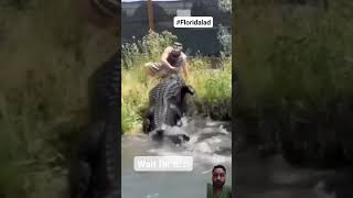 Alligator attack  viral crocodile wildlife alligator animals gator funny naplesflorida [upl. by Miquela]