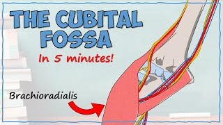 The Cubital Fossa [upl. by Bui]