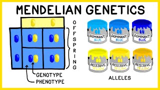 Mendelian Genetics Genotypes Phenotypes and Punnett Squares [upl. by Idnib]