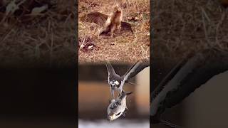 Eagle Vs rabbit 🐰 🦅 wildforest forestanimal yotubeshorts [upl. by Veta]