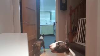 English Bull Terrier funny hide amp seek playing [upl. by Mario638]