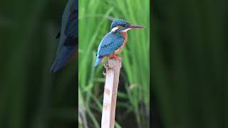 CloseUp View of a kingfisher [upl. by Htbazile]