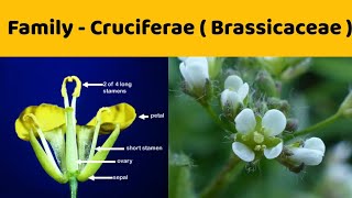 Family Cruciferae  Detailed Notes   Family Brassicaceae [upl. by Ainar]